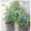 Butterfly Blue Pea Flower Plant | Ayurved plants | Best Plants for Home as Per Vastu | Aparajita Natural Plant