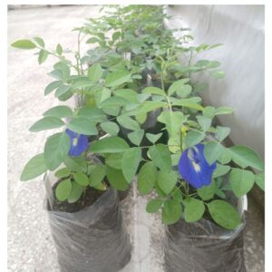 Butterfly Blue Pea Flower Plant | Ayurved plants | Best Plants for Home as Per Vastu | Aparajita Natural Plant