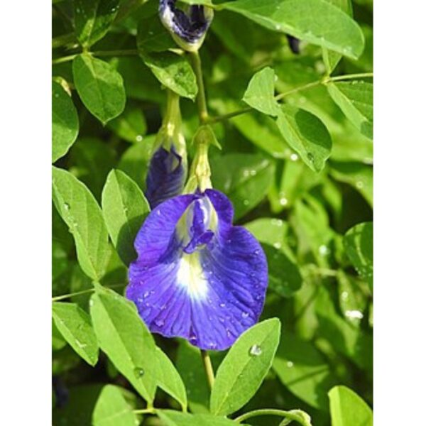 Butterfly Blue Pea Flower Plant | Ayurved plants | Best Plants for Home as Per Vastu | Aparajita Natural Plant