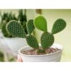 Bunny Ear Cactus Bunny Ear Cactus | Plants for The Home Decor | Natural Plant | Look Like a Rabbit's Ears