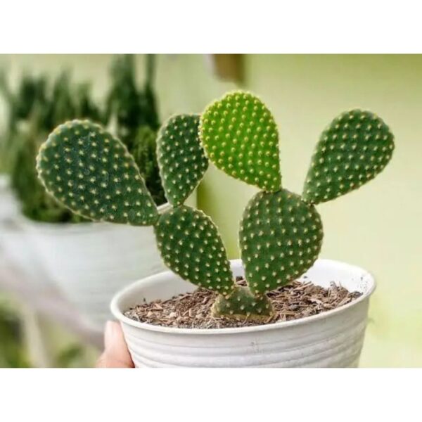 Bunny Ear Cactus Bunny Ear Cactus | Plants for The Home Decor | Natural Plant | Look Like a Rabbit's Ears