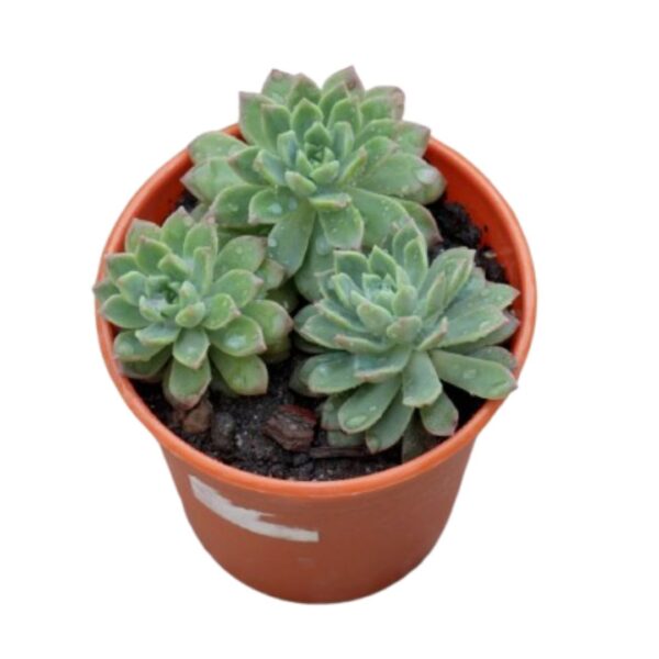 Snow Ball Mexican Snowball | Natural Indoor Plant | Best Plants for Home as Per Vastu | Home Decor Succulent