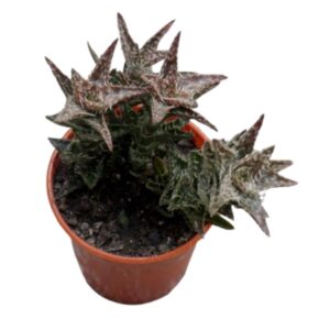 Tiger Tooth Aloe | Aloe juvenna | Natural Indoor Plant | Best Plants for Home as Per Vastu