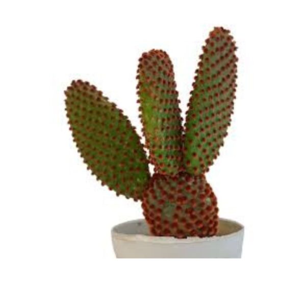 Untitled design (1) Bunny Ear Cactus | Plants for The Home Decor | Natural Plant | Plant Look Like a Rabbit's Ears