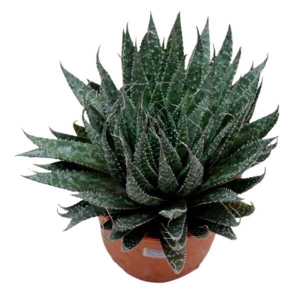 Untitled design (1) Lace Aloe Succulent | Natural Plant | Plants for The Home Decor | Rare Plants