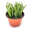 Watch Chain Plant | Natural Indoor Plants | Best Plants for Home as Per Vastu | Plants for The Home Decor