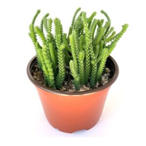 Watch Chain Plant | Natural Indoor Plants | Best Plants for Home as Per Vastu | Plants for The Home Decor