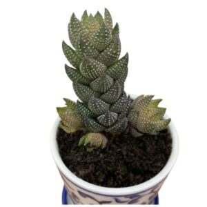 Zebra Wart Plant | Natural Indoor Plant | Plants for Indoor Living Room | Plants for The Home Decor