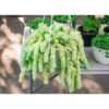 burrows tail Burro's Tail Plant | Best Plants for Home as Per Vastu | Plants for The Home Decor | Best Hanging Basket Plant