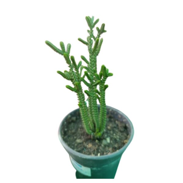 Watch Chain Plant | Natural Indoor Plants | Best Plants for Home as Per Vastu | Plants for The Home Decor